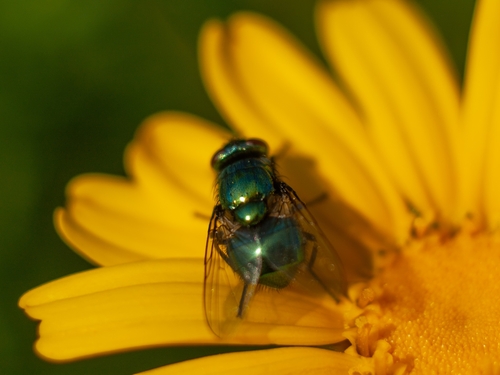 Small False Greenbottle