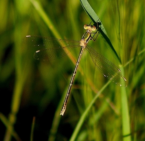 Migrant Spreadwing