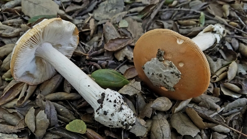 springtime amanita