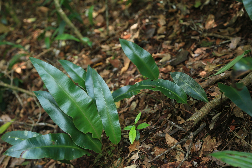 Elaphoglossum commutatum (Elaphoglossum commutatum)