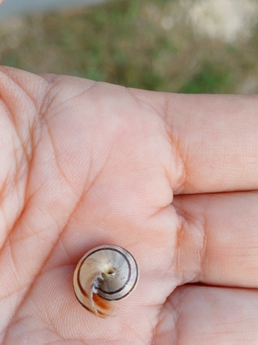 Eobania vermiculata
