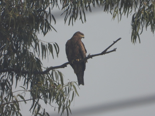Black Kite