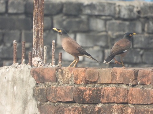 Common Myna