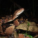 South American Bushmaster - Photo (c) Zak, all rights reserved, uploaded by Zak