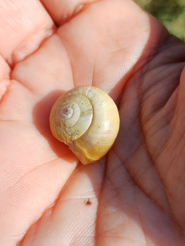 Theba pisana