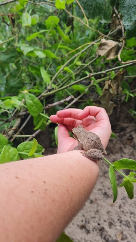 Grey Foam-nest Tree Frog