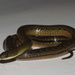 Royal Ground Snake - Photo (c) Ryan L. Lynch, all rights reserved, uploaded by Ryan L. Lynch