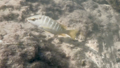 Lutjanus apodus