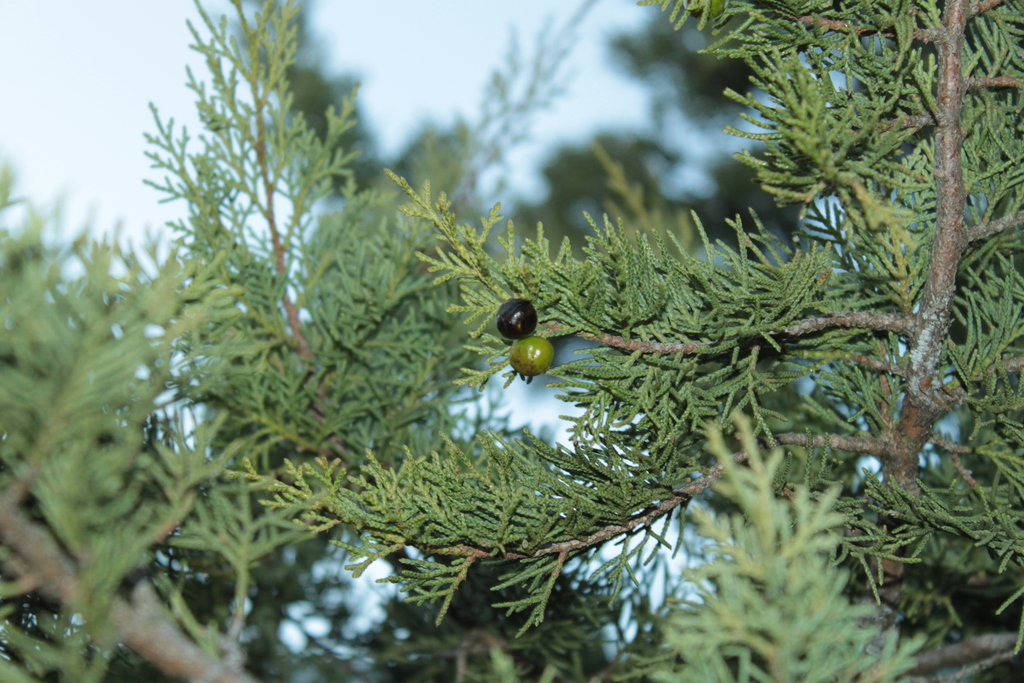 Spanish juniper