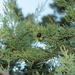 Thuriferous Juniper - Photo (c) naturalist, all rights reserved, uploaded by naturalist