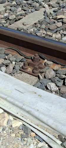 Long-nosed Viper