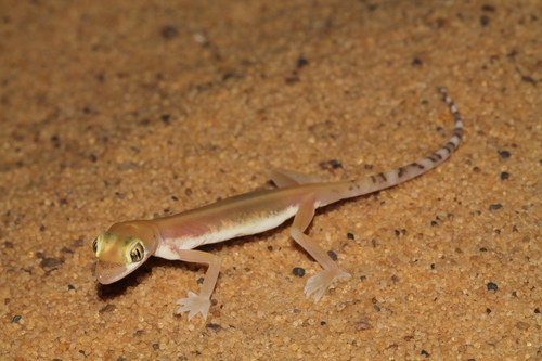 Arabian Short-fingered Gecko