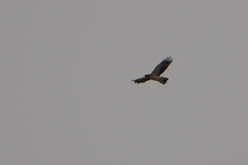Avistamiento Aguila calzada