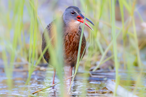 Virginia Rail