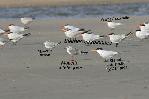 West African Crested Tern