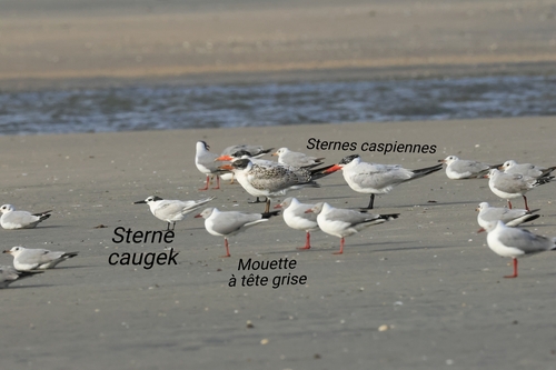 Caspian Tern