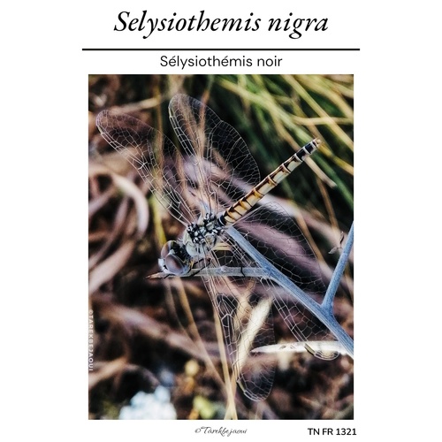 Black Pennant