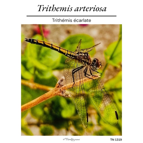 Red-veined Dropwing