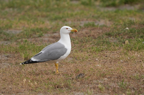 Avistamiento Gaviota patiamarilla