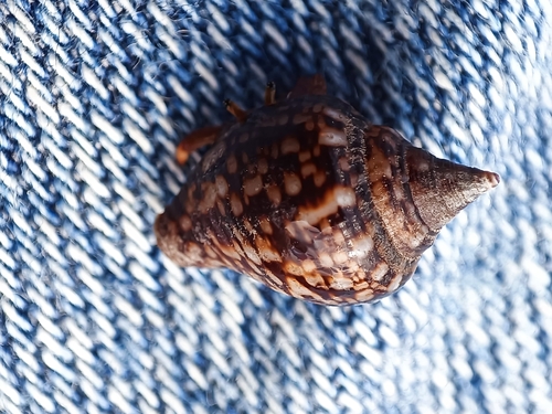 Columbella adansoni