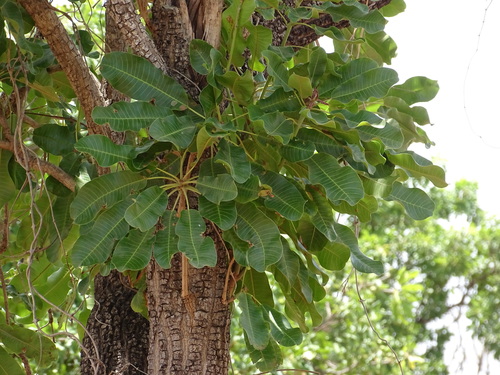 Shea Tree