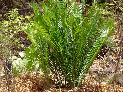 Encephalartos barteri barteri