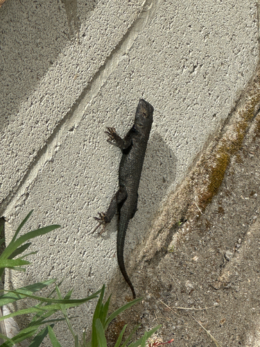 iNaturalist observation photo of Western Fence Lizard