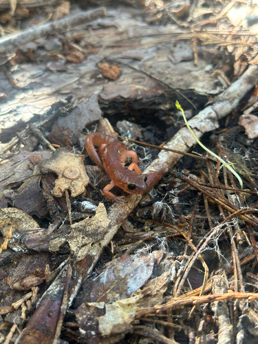 iNaturalist observation photo of Monterey Ensatina