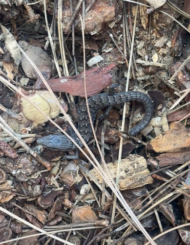iNaturalist observation photo of Southern Alligator Lizard