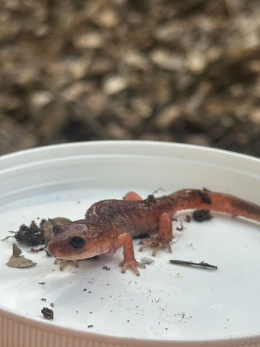 iNaturalist observation photo of Monterey Ensatina