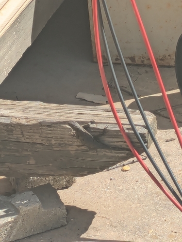 iNaturalist observation photo of Western Fence Lizard
