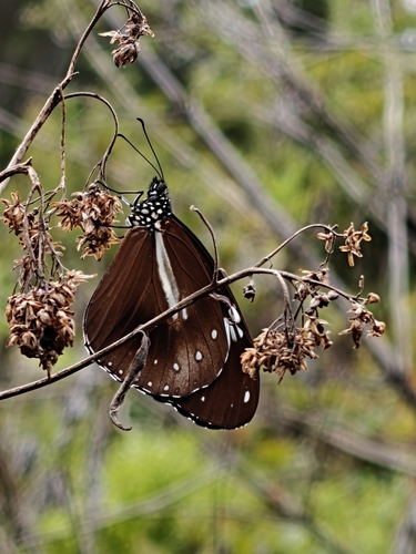 Ceylon tiger