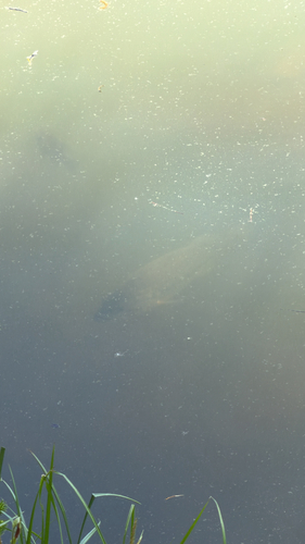 Micropterus salmoides