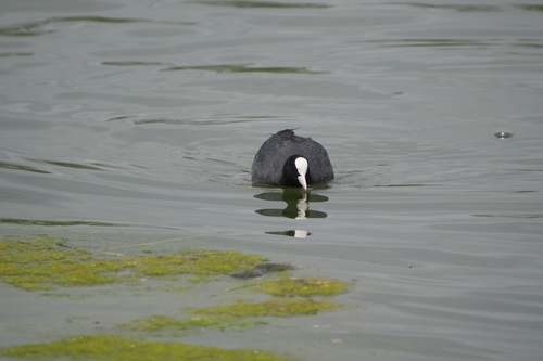Avistamiento Fulica atra