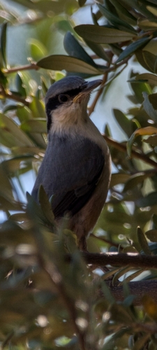 Western Rock Nuthatch