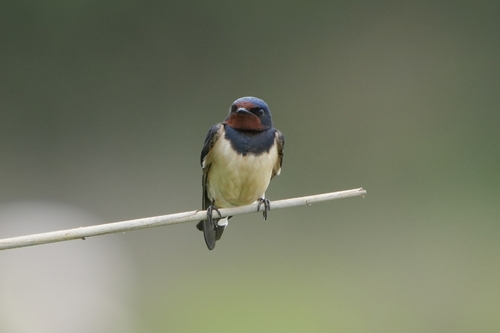Avistamiento "Golondrina Tijereta, Golondrina de Horquilla"