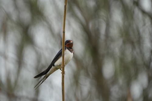 Avistamiento "Golondrina Tijereta, Golondrina de Horquilla"
