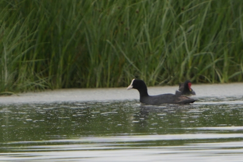 Avistamiento Fulica atra