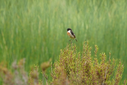 Avistamiento Saxicola rubicola