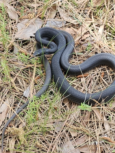 North American Racer