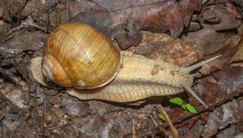 Thessalian Snail