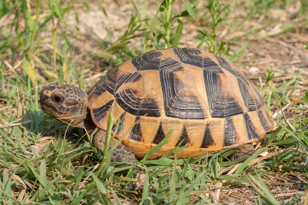 Asia Minor Tortoise in May 2006 by Sergei Drovetski · iNaturalist