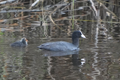 Avistamiento Fulica atra