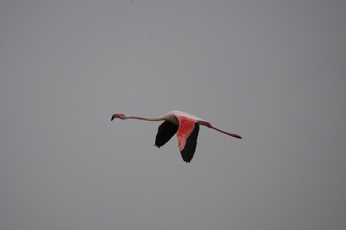 Avistamiento Flamenco común o rosa