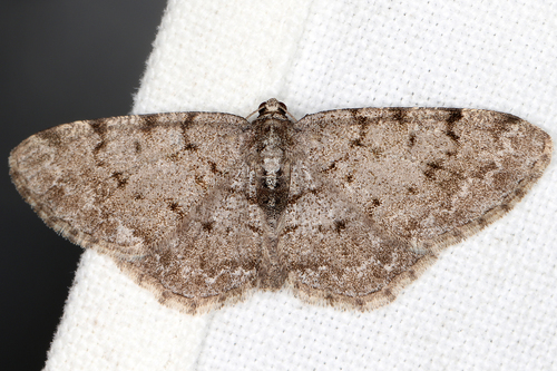 Grey Birch Moth