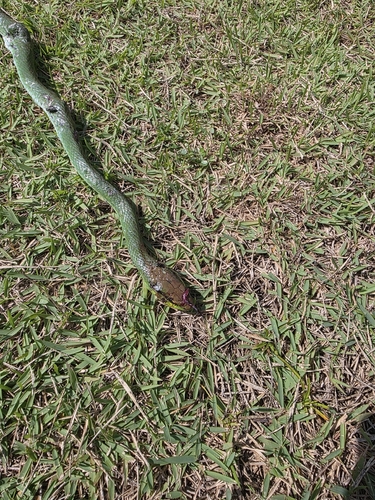 Lichtenstein's Green Racer