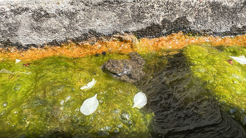 Yellow-bellied Toad
