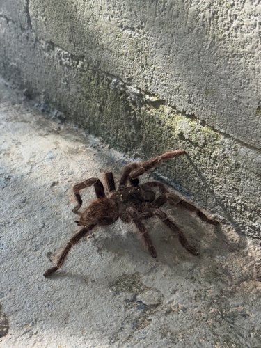 Brazilian Red Birdeater
