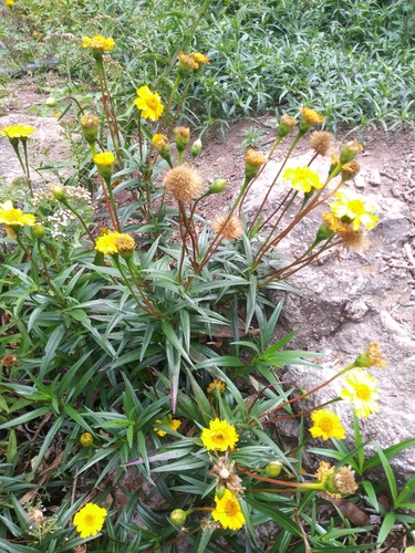 Chaetymenia peduncularis Hook. & Arn.