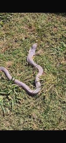 Wagler's Snake